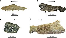 The holotype specimens of the four Quinkana species. Quinkana mebolid (a), Quinkana timara (b), Quinkana babarra (c) and Quinkana fortirostrum (d) were all described from skull remains of varying quality. Quinkana holotype specimens.jpg