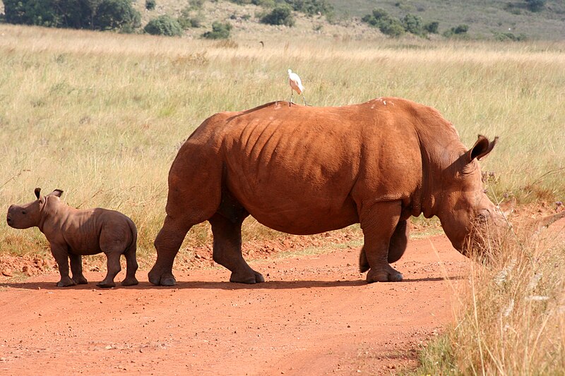 File:RLPark SouthAfrica.jpg