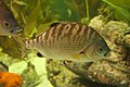 Rainbow surfperch