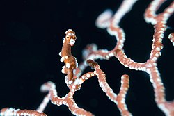 Raja Ampat Santa Claus Pygmy Seahorse.jpg