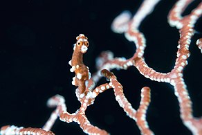 Santa Claus Pygmy Seahorse di Raja Ampat