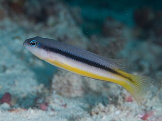 <i>Pseudochromis ammeri</i> Species of fish
