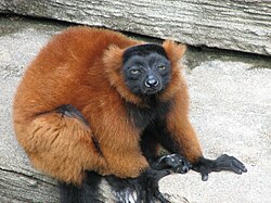 Lemuri-ukosi mwekundu