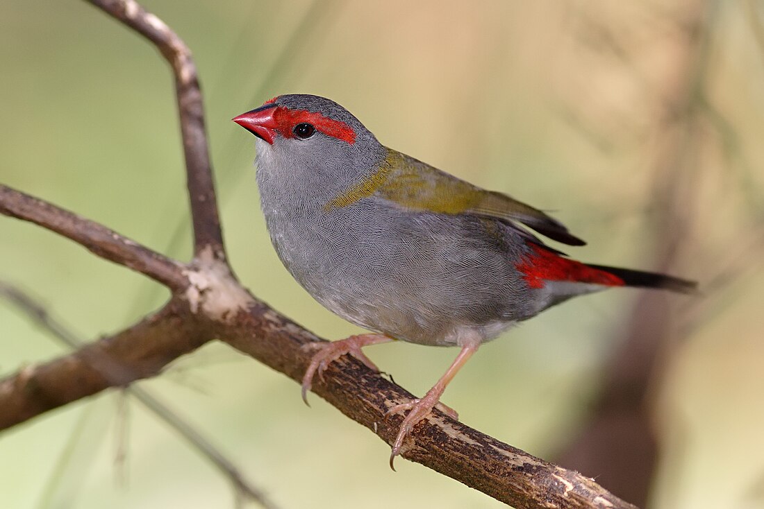 Neochmia temporalis