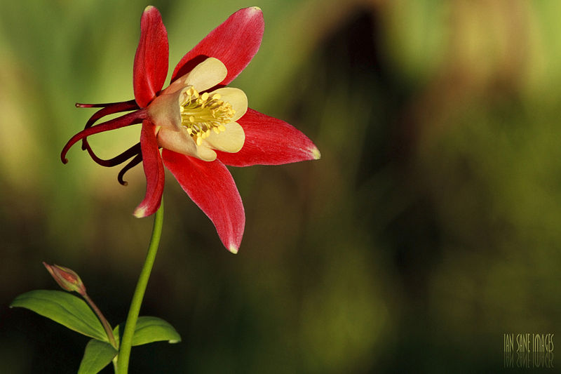 File:Red columbine Sun Bathing.jpg