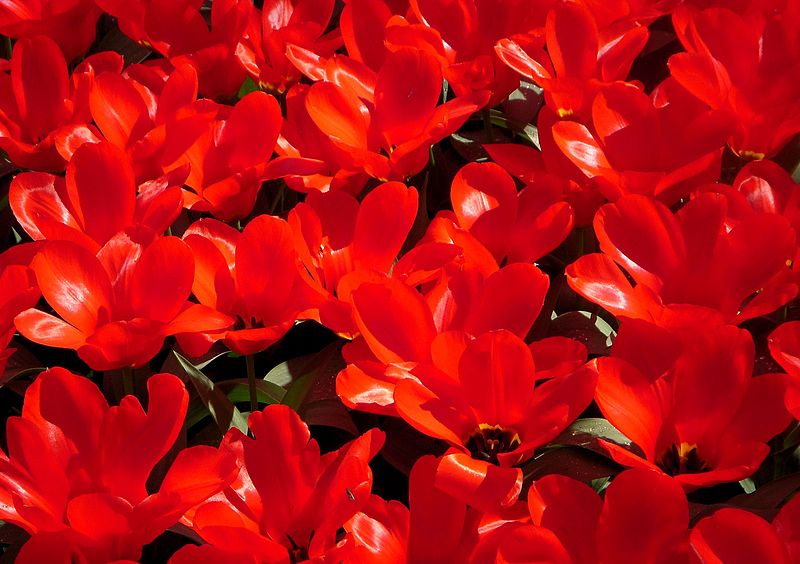 File:Red tulips in Keukenhof.JPG