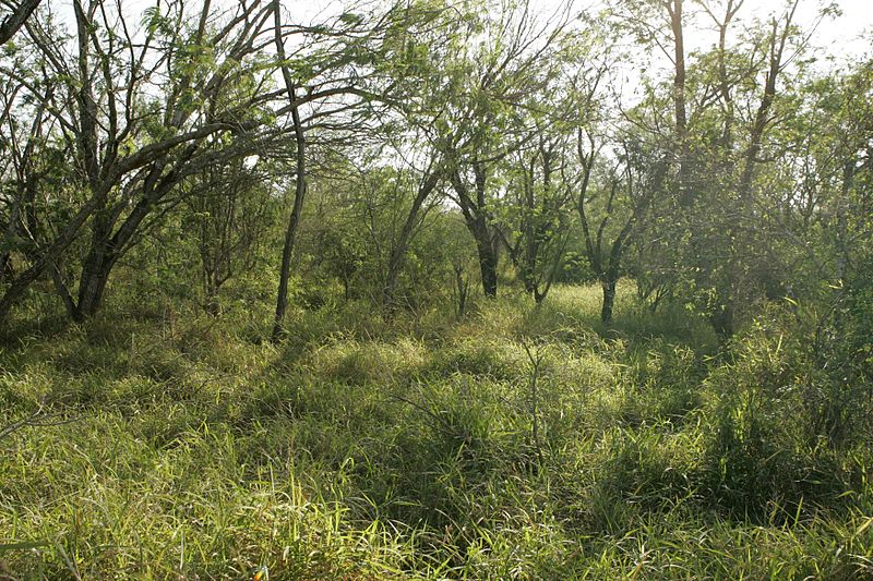 File:Refuge habitat plants green habitat.jpg