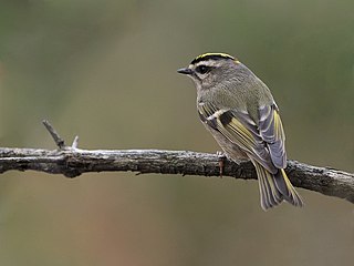 <span class="mw-page-title-main">Golden-crowned kinglet</span> Species of bird