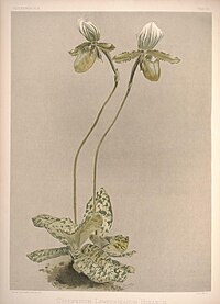 plate 23 Cypripedium lawrenceanum var. hyeanum Paphiopedilum lawrenceanum