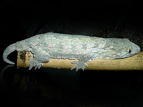 Rhacodactylus leachianus.jpg
