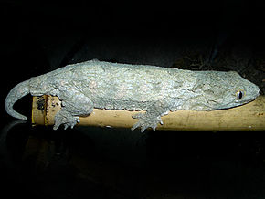 Descrierea imaginii Rhacodactylus_leachianus.jpg.