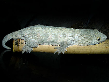 Rhacodactylus_leachianus