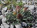 * Nomination Rhaponticum coniferum, in the Badaia mountain range. Álava, Basque Country, Spain --Basotxerri 15:31, 3 November 2016 (UTC) * Promotion Good quality. --Hubertl 16:17, 3 November 2016 (UTC)