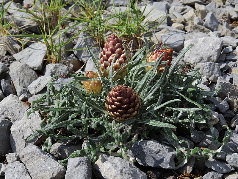 File:Rhaponticum coniferum álava 01.JPG