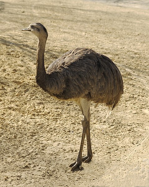 File:Rhea americana MNHN.jpg