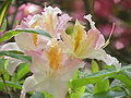 Rhododendron luteum