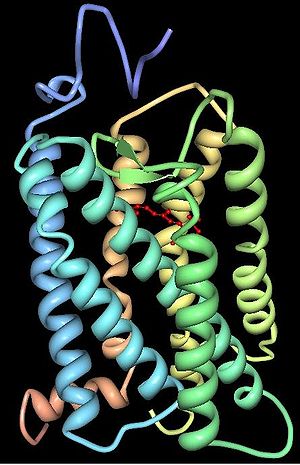 Three-dimensional structure of cattle rhodopsin. The seven transmembrane domains are shown in varying colors. The chromophore is shown in red.