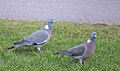 Ringduva Wood Pigeon (13042568173).jpg
