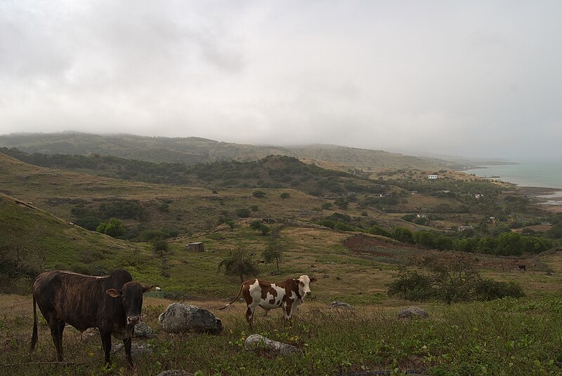 File:Rodrigues Cattle August 2015.jpg