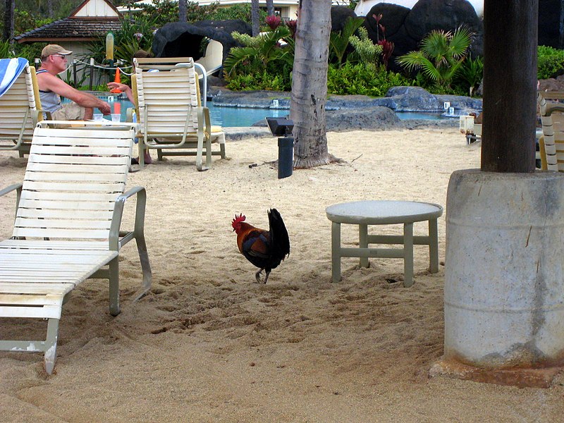 File:Rooster in Kauai (3248801515).jpg