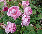 Rosa 'The Ingenious Mr Fairchild'.jpg