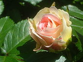 Rosa 'Cesar'