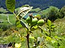 Beklierde heggenroos (Rosa tomentella)