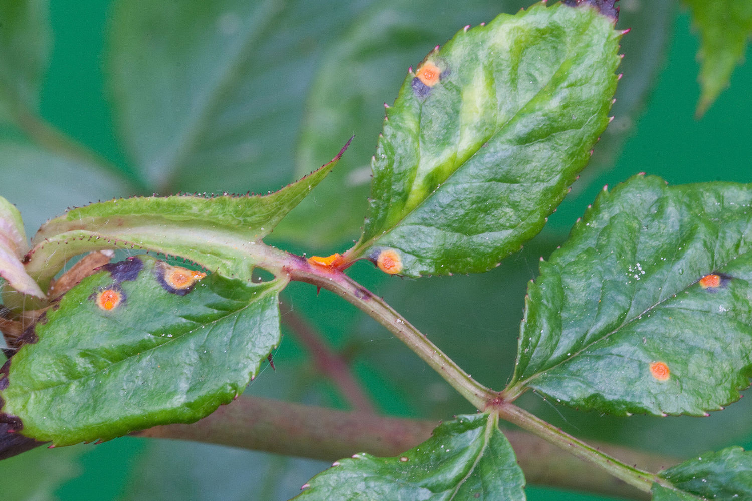 Rose Deformities - Causes Of Deformed Rose Leaves And Flowers