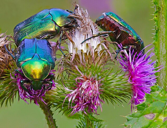 חיפושיות מהמין נחושתית הוורדים על פרח