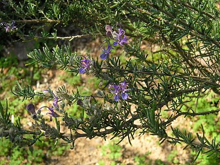 Rosmarinus eriocalyx