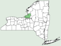 Rubus dissimilis NY-dist-map.png
