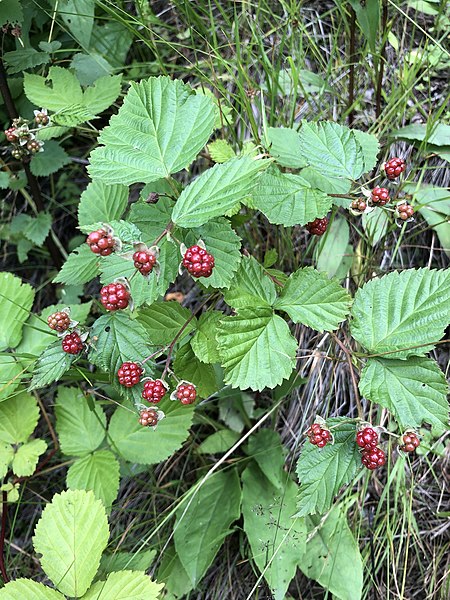 File:Rubus nessensis 88679316.jpg