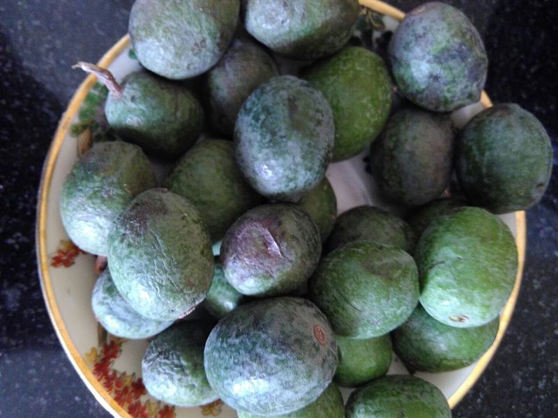 File:Rudraksh fruit freshly plucked.jpg