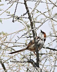 Rufous-eared warbler perching in a non-thorny shrub Rufous-eared Warbler (Malcorus pectoralis) (32648090190).jpg