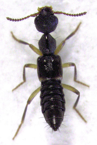 <i>Rugilus orbiculatus</i> Species of beetle