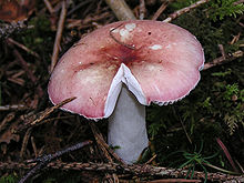 Russula betularum Hora 1960 Russula betularum 01.jpg