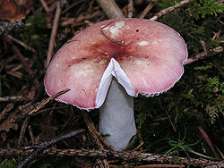 Birkihnefla (Russula betularum)