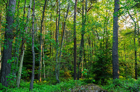 Forest in Ryssbergen (literally translated in English: the Russian hills), Sicklaön. Nacka