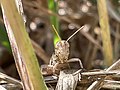 English: Surprised-looking grey grasshopper