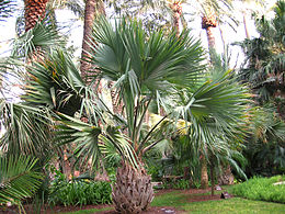 Jamaikai szabalpálma a Huerto del Cura botanikus kertben (Elche, Alicante, Spanyolország)