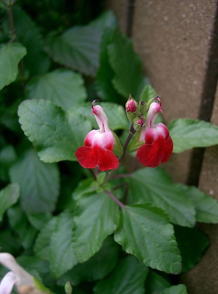 File:Salvia microphylla Hot Lips2.jpg