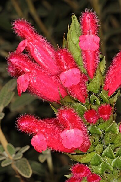 File:Salvia oxyphora 5Dsr 5920.jpg