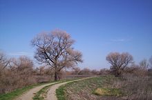 A road in the San Luis National Wildlife Refuge, one of the few remaining wetland areas along the San Joaquin River San Luis National Wildlife Refuge.JPG