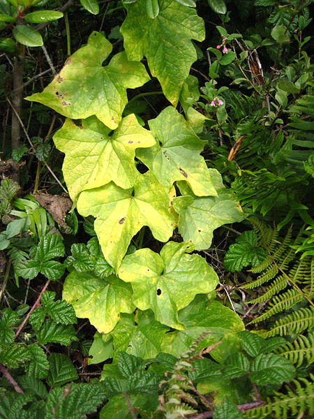 File:San bruno mountain ivy.JPG