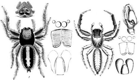 Sandalodes superbus