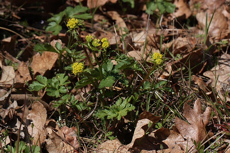 File:Sanicula graveolens 8060.JPG