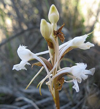 <i>Satyrium membranaceum</i> Species of plant