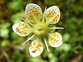 Saxifraga bryoides a1.jpg