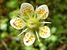 Gele mossteenbreek (Saxifraga bryoides)