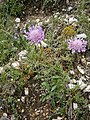 Scabiosa lucida